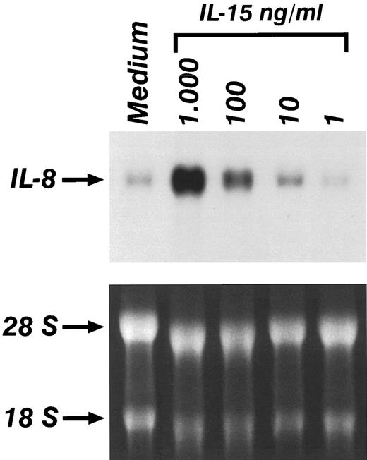 Fig. 2. Northern blot analysis of the expression of IL-8 in the presence of increasing concentrations of IL-15. Monocytes were incubated for 4 hours in medium alone or supplemented with IL-15. Lower panel shows ethidium-bromide staining of total RNA.