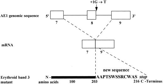 Fig. 4. Consequences of the substitution G→T, at position + 1 of the splice donor site of intron 8 on mRNA and predicted erythroid band 3 protein (Band 3 Campinas).