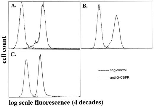 Fig. 1. Detection of the G-CSFR in flow cytometry analyses. Expression of the G-CSFR on peripheral blood neutrophils from patients with SCN and a healthy control were determined using anti-G-CSFR antibody (MoAb 129; IgG1) and FITC-conjugated rabbit-antimouse IgG. The x-axis shows log scale fluorescence, the y-axis cell number. Two overlapping open histogramms of cells incubated with or without anti–G-CSFR antibody are shown. (A and B) Patients with severe congenital neutropenia, with point mutations in the cytoplasmic domain of the G-CSFR gene. (C) Healthy control (Table 1).