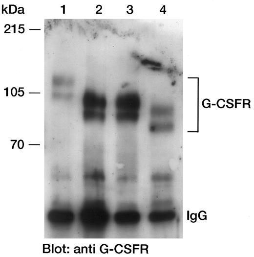 Fig. 2. Detection of the G-CSFR protein in Western blot analyses. In each case, 2 × 107 C243 cells stably transfected with the human wild-type G-CSFR or different deletion mutants (D1-D3) were lysed. The G-CSF receptors were immunoprecipitated with MoAb 129, separated by SDS-PAGE using an 8% wt/vol polyacrylamide gel, and blotted onto nitrocellulose membranes. Detection was performed with anti–G-CSFR antibody (MoAb 129; IgG1) and horseradish peroxidase (HRP)-conjugated goat-antimouse IgG. The immunoblot was developed by the enhanced chemiluminescence method following the manufacturer's guidelines (ECL; Amersham, Braunschweig, Germany). Lane 1, wild-type G-CSFR (aa 1-813); lane 2, deletion mutant D1 (aa 1-670); lane 3, deletion mutant D2 (aa 1-685); lane 4, deletion mutant D3 (aa 1-634).