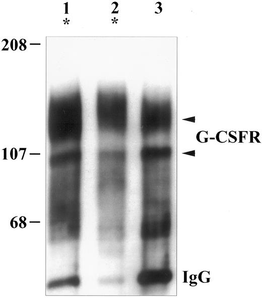 Fig. 3. Detection of the G-CSFR protein in Western blot analyses. 1 × 107 neutrophils were lysed. The G-CSFRs were immunoprecipitated with MoAb 129, separated by SDS-PAGE using an 8% wt/vol polyacrylamide gel, and blotted onto nitrocellulose membranes. Detection was performed with anti–G-CSFR antibody (MoAb 129; IgG1) and HRP-conjugated goat-antimouse IgG. The immunoblot was developed by the enhanced chemiluminescence method following the manufacturer's guidelines (ECL; Amersham). Lanes 1 and 2, patients with severe congenital neutropenia (patients with point mutations in the cytoplasmic domain of the G-CSFR mRNA). Lane 3, Healthy control. The arrows point out the G-CSFR proteins.