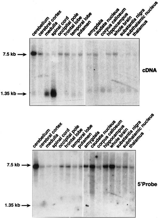 Fig. 1. Northern blot analysis of DARC mRNA expression in human brain tissues. Northern blots containing 2 μg of poly(A+) RNAs from multiple sections of brain (Clontech) were probed with the full-length DARC cDNA (top) and with the 5′ DARC probes (bottom) (see text). Hybridization was performed in QuickHyb solution (Stratagene, La Jolla, CA) at 68°C for 1 hour and washed under stringent conditions according to the manufacturer's instructions. Exposure was 24 hours except for the 5′ probe on amygdala to thalamus samples where exposure was 72 hours. Actin cDNA probe was used to ascertain that an equal amount of mRNA was loaded for each sample (not shown).