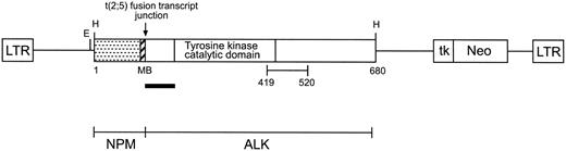 Fig. 1. Schematic diagram of the pSRαMSVtkneo–NPM-ALK retroviral vector carrying the NPM-ALK fusion gene cloned into the HindIII (H) restriction endonuclease site of pSRαMSVtkneo. The NPM-ALK gene is translated from viral Moloney sarcoma virus long terminal repeat (LTR)-directed transcripts. The coding sequence for the bacterial neo gene (neomycin phosphotransferase) is transcribed from an internal herpes simplex virus thymidine kinase (tk) promoter region. Indicated on the diagram is the unique EcoRI (E) restriction endonuclease recognition site in pSRαMSVtkneo, which permits assessment of proviral integration sites; the location within NPM-ALK of the murine Alk cDNA probe used in Southern analyses of proviral integration, a 187-bp fragment that encodes the juxtamembrane segment of the receptor protein, is represented by a solid black bar. The 2; 5 translocation fuses the amino-terminal portion of NPM to the entire intracellular region of ALK, which includes the tyrosine kinase domain. MB, putative metal binding domain of NPM. The segment of ALK (amino acids 419 to 520, inclusive) recognized by the polyclonal antibody anti-ALK 11 is also shown.