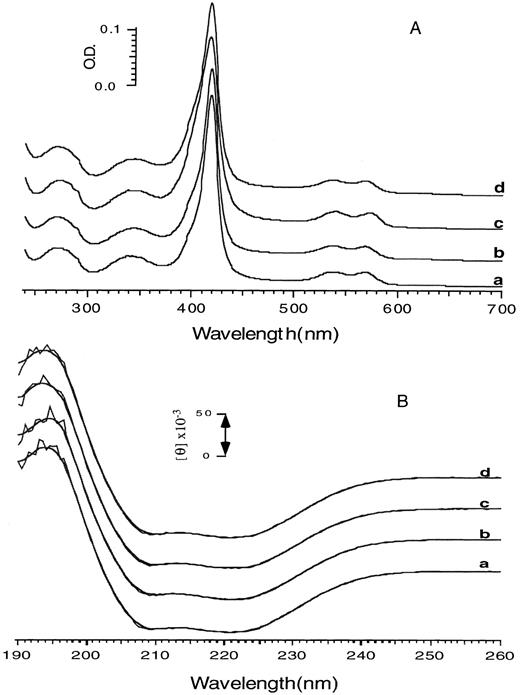 Fig. 2. Absorption and circular dichroism spectra of Hb F and the two Hb F variants. Absorption (A) and CD (B) spectra were recorded for the CO forms of human and recombinant Hb F and the two Hb F variants in 0.1 mol/L phosphate buffer, pH 7.0, at 5°C. Results were corrected for small differences in protein concentration. a, b, c, and d represent Hb F purified from cord blood, yeast, and the two purified Hb F variants (Hb F γG1V, γS143H and Hb F γG1V, γE5P, γS143H), respectively.