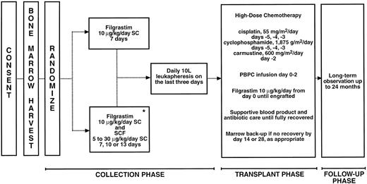 Fig. 1. Study procedures. *One treatment group (n = 5) received SCF alone at 5 μg/kg/d.