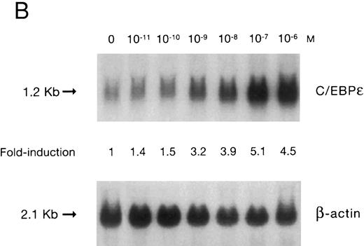 Fig. 1. (A) Time-response: C/EBPε mRNA expression in NB4 cells cultured with 9-cis RA. Northern blot with total RNA (30 μg/lane) of NB4 exposed for various lengths of time to 9-cis RA (5 × 10−7 mol/L) and probed with full-length C/EBPε cDNA. The bottom panel shows ethidium bromide-staining of the 28S and 18S rRNA on the gel as assessment of RNA quantities in each lane. Fold-inductions were calculated by the ratio of densitometry readings of C/EBPε to β-actin. (B) Dose-response: C/EBPε mRNA levels in NB4 cells treated with 9-cis RA. Northern blot of total RNA (30 μg/lane) of NB4 cells exposed to various concentrations of ATRA for 12 hours and hybridized with full-length C/EBPε cDNA probe. The bottom panel shows hybridization with the β-actin probe as assessment of RNA quantities in each lane. Fold-inductions were calculated by the ratio of densitometry readings of C/EBPε to β-actin.