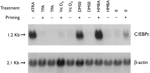 Fig. 2. Regulation of C/EBPε expression in NB4 cells induced to differentiate after ATRA-priming. Northern blot of total RNA (30 μg/lane) from NB4 cells treated with various differentiating agents for 3 days with or without 30 minutes of priming with 1 × 10−7 mol/L ATRA. The top panel shows the hybridization of full-length C/EBPε cDNA probe. The bottom panel shows the hybridization with the β-actin probe as assessment of RNA quantities on each lane.