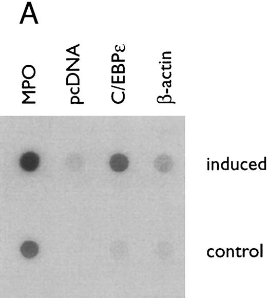 Fig. 3. (A) Rate of transcription of C/EBPε in untreated NB4 cells (control) and NB4 cells induced for 12 hours with 9-cis RA (5 × 10−7 mol/L). Nuclei were isolated for run-off experiments as described in the Materials and Methods. Equivalent counts of 32P-labeled RNA transcripts were hybridized to plasmids immobilized on nitrocellulose membranes as indicated (MPO, full-length MPO cDNA in PUC vector; pcDNA, empty pcDNA vector; C/EBPε, full-length C/EBPε antisense cDNA in pcDNA vector; β-actin, 3′ UT β-actin in PBR322 vector). (B) Half-life of mature C/EBPε RNA in NB4 cells. Northern blot of total RNA (30 μg/lane) of NB4 cells exposed for 0 to 4 hours to actinomycin (10 μg/mL) with or without prior treatment with 9-cis RA as indicated. (C) Effect of a protein synthesis inhibitor on C/EBPε RNA expression. Northern blot with total RNA (30 μg/lane) of NB4 cells treated either with 10 μg/mL CHX alone, with CHX (10 μg/mL) and 9-cis RA (5 × 10−7 mol/L), or with 9-cis RA (5 × 10−7 mol/L) alone. Cells were harvested at 0, 4, 6, and 8 hours. The top panel shows the hybridization with full-length C/EBPε cDNA probe. The bottom panel shows the hybridization with β-actin probe as assessment of RNA quantities on each lane. Fold-inductions were calculated by the ratio of densitometry readings of C/EBPε to β-actin. (D) Effect of ATRA on C/EBPε protein expression in NB4 cells. NB4 cells were cultured with ATRA (5 × 10−7 mol/L) for different durations. Lysates were made from the cells and Western blotted. COS cells transfected with either a human C/EBPε cDNA expression vector (lane +) or empty vector (lane −) were used as positive and negative controls, respectively. The arrow denotes C/EBPε protein as seen by Western blot.