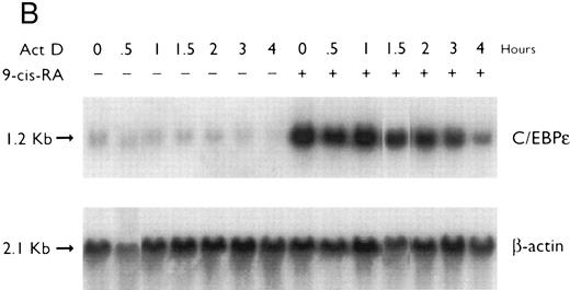 Fig. 3. (A) Rate of transcription of C/EBPε in untreated NB4 cells (control) and NB4 cells induced for 12 hours with 9-cis RA (5 × 10−7 mol/L). Nuclei were isolated for run-off experiments as described in the Materials and Methods. Equivalent counts of 32P-labeled RNA transcripts were hybridized to plasmids immobilized on nitrocellulose membranes as indicated (MPO, full-length MPO cDNA in PUC vector; pcDNA, empty pcDNA vector; C/EBPε, full-length C/EBPε antisense cDNA in pcDNA vector; β-actin, 3′ UT β-actin in PBR322 vector). (B) Half-life of mature C/EBPε RNA in NB4 cells. Northern blot of total RNA (30 μg/lane) of NB4 cells exposed for 0 to 4 hours to actinomycin (10 μg/mL) with or without prior treatment with 9-cis RA as indicated. (C) Effect of a protein synthesis inhibitor on C/EBPε RNA expression. Northern blot with total RNA (30 μg/lane) of NB4 cells treated either with 10 μg/mL CHX alone, with CHX (10 μg/mL) and 9-cis RA (5 × 10−7 mol/L), or with 9-cis RA (5 × 10−7 mol/L) alone. Cells were harvested at 0, 4, 6, and 8 hours. The top panel shows the hybridization with full-length C/EBPε cDNA probe. The bottom panel shows the hybridization with β-actin probe as assessment of RNA quantities on each lane. Fold-inductions were calculated by the ratio of densitometry readings of C/EBPε to β-actin. (D) Effect of ATRA on C/EBPε protein expression in NB4 cells. NB4 cells were cultured with ATRA (5 × 10−7 mol/L) for different durations. Lysates were made from the cells and Western blotted. COS cells transfected with either a human C/EBPε cDNA expression vector (lane +) or empty vector (lane −) were used as positive and negative controls, respectively. The arrow denotes C/EBPε protein as seen by Western blot.