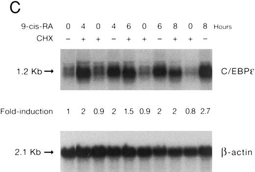 Fig. 3. (A) Rate of transcription of C/EBPε in untreated NB4 cells (control) and NB4 cells induced for 12 hours with 9-cis RA (5 × 10−7 mol/L). Nuclei were isolated for run-off experiments as described in the Materials and Methods. Equivalent counts of 32P-labeled RNA transcripts were hybridized to plasmids immobilized on nitrocellulose membranes as indicated (MPO, full-length MPO cDNA in PUC vector; pcDNA, empty pcDNA vector; C/EBPε, full-length C/EBPε antisense cDNA in pcDNA vector; β-actin, 3′ UT β-actin in PBR322 vector). (B) Half-life of mature C/EBPε RNA in NB4 cells. Northern blot of total RNA (30 μg/lane) of NB4 cells exposed for 0 to 4 hours to actinomycin (10 μg/mL) with or without prior treatment with 9-cis RA as indicated. (C) Effect of a protein synthesis inhibitor on C/EBPε RNA expression. Northern blot with total RNA (30 μg/lane) of NB4 cells treated either with 10 μg/mL CHX alone, with CHX (10 μg/mL) and 9-cis RA (5 × 10−7 mol/L), or with 9-cis RA (5 × 10−7 mol/L) alone. Cells were harvested at 0, 4, 6, and 8 hours. The top panel shows the hybridization with full-length C/EBPε cDNA probe. The bottom panel shows the hybridization with β-actin probe as assessment of RNA quantities on each lane. Fold-inductions were calculated by the ratio of densitometry readings of C/EBPε to β-actin. (D) Effect of ATRA on C/EBPε protein expression in NB4 cells. NB4 cells were cultured with ATRA (5 × 10−7 mol/L) for different durations. Lysates were made from the cells and Western blotted. COS cells transfected with either a human C/EBPε cDNA expression vector (lane +) or empty vector (lane −) were used as positive and negative controls, respectively. The arrow denotes C/EBPε protein as seen by Western blot.