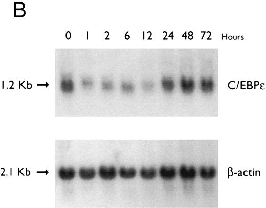 Fig. 5. (A) Regulation of C/EBPε expression in HL60 cells by ATRA. Northern blot of total RNA (20 μg/lane) of HL60 cells exposed for various lengths of time to ATRA (5 × 10−7 mol/L). The top panel shows the hybridization with full-length C/EBPε cDNA probe, and the bottom panel displays the hybridization with β-actin cDNA probe as assessment of RNA quantities in each lane. (B) Regulation of C/EBPε expression in HL60 cells by DMSO. Northern blot of total RNA (20 μg/lane) of HL60 cells exposed for various lengths of time to DMSO (1.25%). The top panel shows the hybridization with full-length C/EBPε cDNA probe, and the bottom panel shows the hybridization with β-actin cDNA probe as assessment of RNA quantities in each lane.