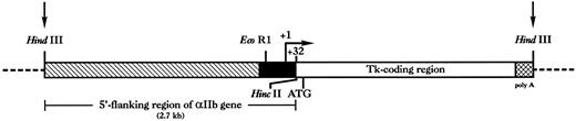 Fig. 1. Schematic representation of the MαIIbtk transgene. The proximal promoter region of the murine αIIb gene (up to the EcoR1 site) was amplified by PCR to mutate the endogenous αIIb ATG initiation codon (at position +32) to ATC. The distal 5′-flanking region was then added to replace the PGK promoter in pPNT plasmid. The tk gene starts at site HincII (open box). The 4.2-kb HindIII fragment excised from the plasmid for the production of transgenic animals is represented by arrows.
