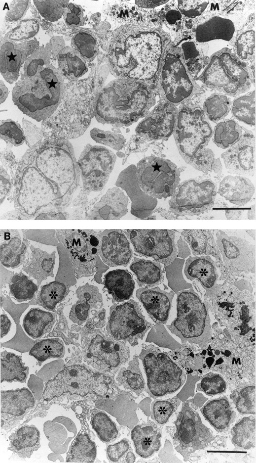 Fig. 3. Morphologic changes in BM of GCV-induced thrombocytopenic mice. (A) BM of a HαIIbtk transgenic mouse. No megakaryocytes are present and cells from the erythrocytic lineage are decreased. Granulocytic cells such as neutrophiles (★) predominate in this BM compartment showing that the granulocytic lineage is unaffected. Large increase on the amount of macrophage-like cells (M) showing phagocytic activity in their cytoplasm was seen. Bar = 5 μm. (B) Section of BM obtained from a GCV-induced thrombocytopenic MαIIbtk mouse having several copies of the transgene integrated. Mature cells of the megakaryocytic, erythrocytic, and granulocytic lineage are severely decreased. Large macrophage-like cells with dense bodies suggesting phagocytic activity invade the BM. Cytoplasmic processes extend around the few resting hematopoietic cells. Poorly differentiated mononuclear cells (*) with high nucleocytoplasmic ratio, having the morphology of progenitor cells, seem to be present in higher amounts. Bar = 5 μm.
