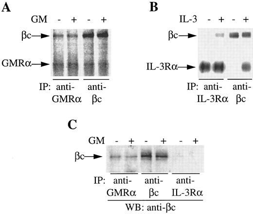 Fig. 1. Coimmunoprecipitation of GMRα and βc from primary CML cells. (A and B) CML cells were 125I–surface-labeled, treated with (+) or without (−) GM-CSF or IL-3 (6 nmol/L) for 5 minutes at 4°C and immunoprecipitation was performed either with anti-GMRα (8G6), anti–IL-3Rα (9F5), or anti-βc (4F3) MoAb. Immunoprecipitated proteins were separated on 7.5% SDS-PAGE and visualized by phosphorimager and are presented at exposure levels appropriate for the specific signal obtained. (C) Proteins immunoprecipitated from CML cells with different antireceptor antibodies either in the presence (+) or absence (−) of GM-CSF were subjected to Western transfer and immunoblotted using a polyclonal anti-βc antibody.