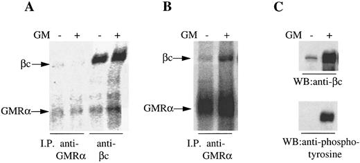 Fig. 2. Coimmunoprecipitation of GMRα and βc from Mo7e and hGMRα/hβc -expressing Ba/F-3 cells. (A) Mo7e cells were starved overnight and 125I–surface-labeled and treated with (+) or without (−) GM-CSF (6 nmol/L) for 5 minutes and immunoprecipitation was performed either with anti-GMRα MoAb (8G6) or anti-βc MoAb (4F3). Immunoprecipitated proteins were separated on 7.5% SDS-PAGE under reducing conditions and the gel was exposed to phosphorimager. (B) hGMRα/hβc -expressing Ba/F-3 cells were starved overnight and 125I–surface-labeled and treated with (+) or without (−) GM-CSF (6 nmol/L) for 5 minutes and immunoprecipitation was performed with anti-GMRα MoAb (8G6). Immunoprecipitated proteins were separated on 7.5% SDS-PAGE under reducing conditions and the gel was exposed to phosphorimager. (C) Proteins immunoprecipitated from hGMRα/hβc -expressing Ba/F-3 cells with anti-GMRα MoAb (8G6) either in the presence (+) or absence (−) of GM-CSF were subjected to Western transfer and immunoblotted using anti-βc antibody 1C1 (upper panel) or antiphosphotyrosine antibody PY20 (lower panel).