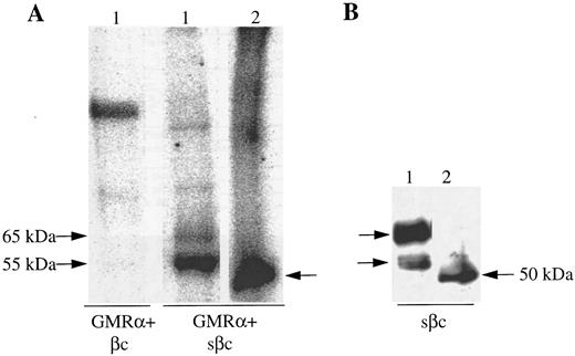 Fig. 4. Soluble βc is retained on the surface of GMRα-expressing CHO cells. (A) CHO cells expressing GMRα and either full-length βc (βc ) or soluble βc (sβc ) were 125I–surface-labeled and immunoprecipitation was performed with anti-βc MoAb (8E4). The immunoprecipitated proteins were then either incubated with (2) or without (1) deglycosylating enzymes and subsequently separated on 7.5% SDS-PAGE under reducing conditions and visualized by phosphorimager. (B) Soluble βc was immunoprecipitated from the medium of CHO cells coexpressing GMRα and soluble βc (sβc ) and the immunoprecipitated proteins were either subjected to enzymatic deglycosylation (2) or not (1) and subsequently separated on 7.5% SDS-PAGE. Western transfer was then performed and immunoblotting with anti-βc antibody 1C1.