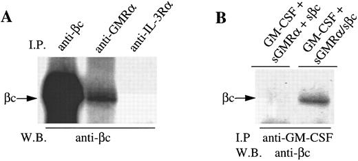 Fig. 6. Soluble forms of GMRα and βc spontaneously associate when coexpressed and bind GM-CSF. (A) Conditioned medium from CHO cells coexpressing soluble GMRα and soluble βc was immunoprecipitated using either anti-βc (4F3), anti-GMRα (8G6), or a control antibody (9F5); and the proteins were separated on 10% SDS-PAGE, Western transferred, and immunoblotted with anti-βc antibody 1C1. (B) Conditioned medium from CHO cells either coexpressing soluble GMRα and soluble βc (sGMRα/sβc ) or a mixture of conditioned medium from CHO cells expressing the soluble proteins separately (sGMRα + βc ) were incubated with GM-CSF and immunoprecipitation was performed with anti–GM-CSF antibody. Proteins were separated on 10% SDS-PAGE, Western transferred, and then immunoblotted with anti-βc antibody 1C1.