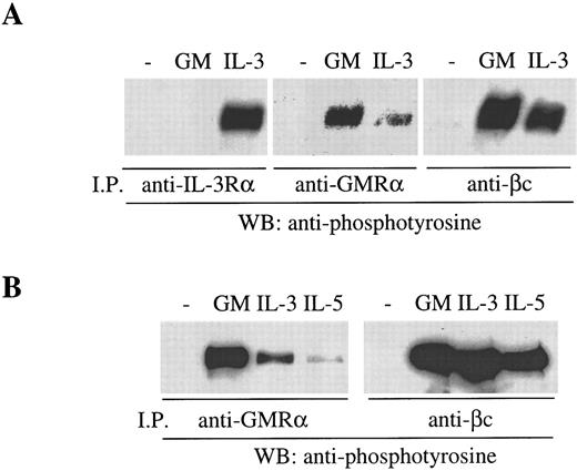 Fig. 8. βc phosphorylated in response to GM-CSF, IL-3, or IL-5 is immunoprecipitable by anti-GMRα antibody. (A) Mo7e cells were starved overnight and then treated with either 6 nmol/L GM-CSF, IL-3, or medium for 5 minutes at 4°C and then immunoprecipitated with either anti–IL-3Rα (9F5), anti-GMRα (8G6), or anti-βc (8E4) antibody. (B) TF-1.8 cells were starved overnight and then treated with either 6 nmol/L GM-CSF, IL-3, or IL-5 or medium for 5 minutes at 4°C and then immunoprecipitated with either anti-GMRα (8G6) or anti-βc (8E4) antibody. Immunoprecipitated proteins were separated on 7.5% SDS-PAGE, Western transferred, and then immunoblotted with antiphosphotyrosine antibody (PY20).