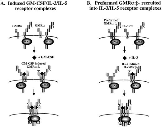 Fig. 9. Proposed models for assembly of (A) GM-CSF–, IL-3–, and IL-5–induced receptor complexes and (B) preformed GM-CSF receptor complexes into activated receptors. In (A), GMRα, IL-3Rα, or IL-5Rα are in close proximity to (although not associated with) βc on the cell surface. Ligand binding to the appropriate a chain induces α:βc heterodimerization and a conformational change in a chain that allows its disulphide linkage to βc . Modelling of βc suggests that this bridging would only be possible if the unpaired cysteines in the α chain of receptor 1 formed a disulphide bridging with cysteine of βc in receptor 2.18 The bringing together of two βc with their associated JAK-2 molecules would then lead to receptor activation. In (B), it is postulated that the binding of IL-3 or IL-5 to their specific α chain and βc triggers a conformational change in the α subunit analogous to model (A). However, in this case, a disulphide bridge can be formed between the free cysteine in the IL-3Rα or IL-5Rα and a cysteine in βc that is already noncovalently associated with GMRα chain in a preformed complex. This interaction may be sufficient to bring together two βc and two JAK-2 kinases leading to receptor activation. This model raises the possibility that some of the functions mediated by IL-3 and IL-5 are mediated inducibly through the activation of a preformed GMRα:βc complex.