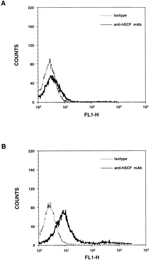 Fig. 1. Cell surface expression of hSCF in thymocytes derived from transgenic mice. (A) Thymocytes from wt control mice were stained with either isotype control (Pharmingen) or mouse antihuman SCF MoAb (Genzyme, Cambridge, MA) and an FITC-conjugated goat F(ab′)2 antimouse IgG secondary. (B) Thymocytes from hSCF220 mice were stained with either isotype control or mouse antihuman SCF MoAb and an FITC-conjugated goat F(ab′)2 antimouse IgG secondary.