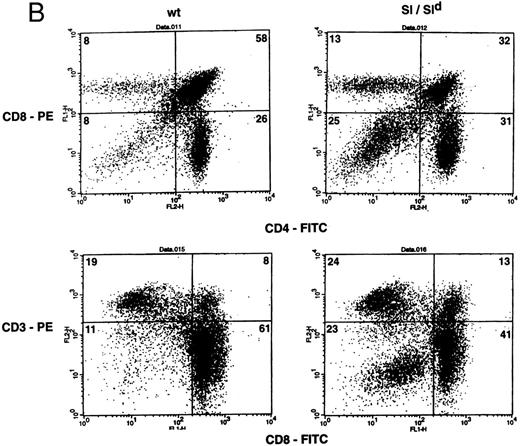 Fig. 2. (A) Phenotypic analysis of thymocytes from Sl/Sl and wt control mice. Thymocytes were stained with FITC-conjugated CD4 MoAb and PE-conjugated CD8 MoAb (upper panel) or FITC-conjugated CD8 MoAb and PE-conjugated TCR α/β MoAb (lower panel), and analyzed by flow cytometry. Data are from a representative group of mice. Numbers in quadrants indicate the percentage of the total population from a representative group of mice. Nine wt control and 16 Sl/Sl mice were examined. (B) Phenotypic analysis of thymocytes from Sl/Sld mice and wt control mice. Thymocytes were stained with FITC-conjugated CD4 MoAb and PE-conjugated CD8 MoAb (upper panel) or FITC-conjugated CD8 MoAb and PE-conjugated CD3 MoAb (lower panel), and analyzed by flow cytometry. Data are from a representative group of mice. Numbers in quadrants indicate the percentage of the total population from a representative group of mice. Seven wt control and 11 Sl/Sld mice were examined.