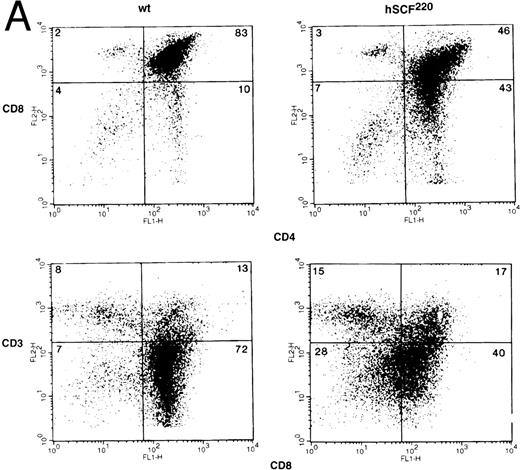 Fig. 3. (A) Phenotypic analysis of thymocytes from wt control and hSCF220 transgenic mice. Total thymocytes from an hSCF220 homozygous transgenic and wt control littermates were stained with FITC-conjugated CD4 MoAb and PE-conjugated CD8 MoAb, and analyzed by flow cytometry (upper panel) or FITC-conjugated CD8 MoAb and PE-conjugated CD3 MoAb (lower panel), and analyzed by flow cytometry. Data are from a representative group of mice. Numbers in quadrants indicate the percentage of the total population from a representative group of mice. Three wt control and three hSCF220 mice were examined. (B) Phenotypic analysis of T-cell subsets in spleens of wt control and hSCF220 transgenic mice. Spleen cells from an hSCF220 homozygous transgenic mouse and wt control littermate were stained with FITC-conjugated CD4 MoAb (top and middle panels) and PE-conjugated CD8 and CD3 MoAb (top and middle panel) or stained with FITC-conjugated CD8 MoAb and PE-conjugated CD3 MoAb (lower panel), and analyzed by flow cytometry. Numbers in quadrants indicate the percentage of the total population. Three wt control and three hSCF220 mice were examined.
