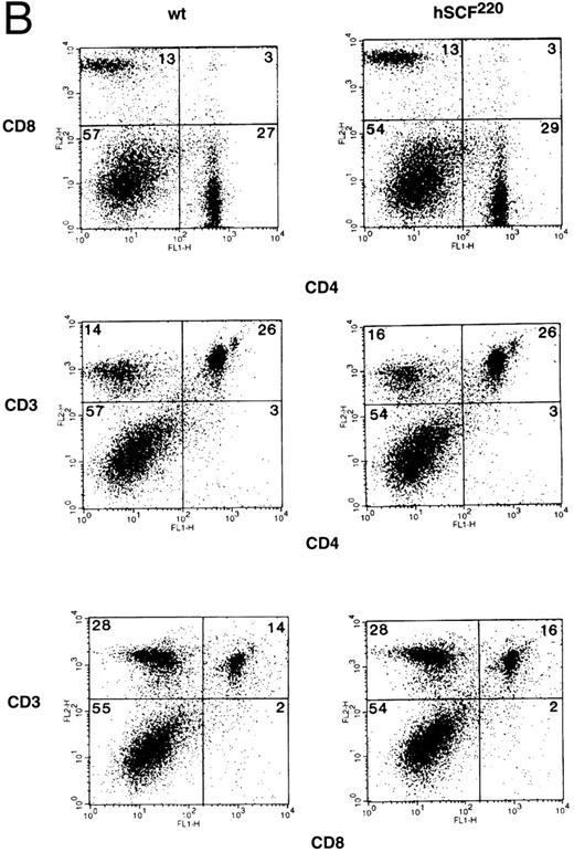 Fig. 3. (A) Phenotypic analysis of thymocytes from wt control and hSCF220 transgenic mice. Total thymocytes from an hSCF220 homozygous transgenic and wt control littermates were stained with FITC-conjugated CD4 MoAb and PE-conjugated CD8 MoAb, and analyzed by flow cytometry (upper panel) or FITC-conjugated CD8 MoAb and PE-conjugated CD3 MoAb (lower panel), and analyzed by flow cytometry. Data are from a representative group of mice. Numbers in quadrants indicate the percentage of the total population from a representative group of mice. Three wt control and three hSCF220 mice were examined. (B) Phenotypic analysis of T-cell subsets in spleens of wt control and hSCF220 transgenic mice. Spleen cells from an hSCF220 homozygous transgenic mouse and wt control littermate were stained with FITC-conjugated CD4 MoAb (top and middle panels) and PE-conjugated CD8 and CD3 MoAb (top and middle panel) or stained with FITC-conjugated CD8 MoAb and PE-conjugated CD3 MoAb (lower panel), and analyzed by flow cytometry. Numbers in quadrants indicate the percentage of the total population. Three wt control and three hSCF220 mice were examined.