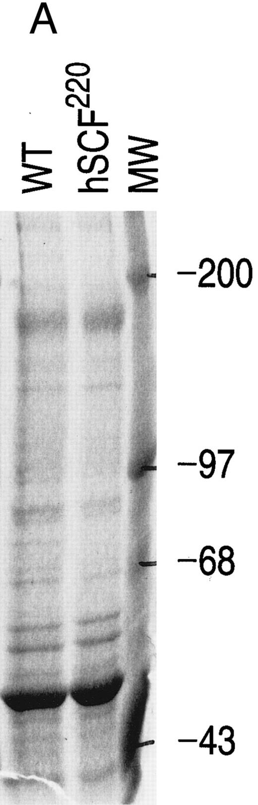 Fig. 4. Comparison of MAP kinase activity between wt and hSCF220 transgenic mice. (A) Equal amounts of wt and hSCF220 transgenic mice derived whole cell lysates were used in IP experiments, as determined by coomassie blue staining of proteins resolved on 12.5% SDS-PAGE gel. (B) Shown is an autoradiogram from a representative experiment, indicating reduced phosphate incorporation in MBP from cell lysates derived from hSCF220 transgenic mice in comparison to wt control. Two separate experiments were performed with identical results. Data from one experiment are shown.