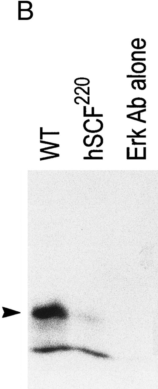 Fig. 4. Comparison of MAP kinase activity between wt and hSCF220 transgenic mice. (A) Equal amounts of wt and hSCF220 transgenic mice derived whole cell lysates were used in IP experiments, as determined by coomassie blue staining of proteins resolved on 12.5% SDS-PAGE gel. (B) Shown is an autoradiogram from a representative experiment, indicating reduced phosphate incorporation in MBP from cell lysates derived from hSCF220 transgenic mice in comparison to wt control. Two separate experiments were performed with identical results. Data from one experiment are shown.