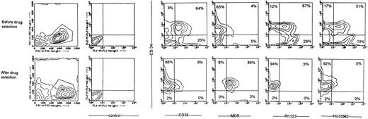 Fig. 2. Phenotype of PBPCs enriched by immunoaffinity removal of lineage-postitive cells, evaluated before and after drug exposure by means of two color staining with FITC- or PE-labeled anti-CD34 antibodies (vertical axis) and PE-labeled anti-CD38 or FITC-labeled anti–P-glycoprotein antibodies, Rh 123, or Ho 33342 (horizontal axis). A total of 18 × 106 PBPCs enriched as described in the Materials and Methods section were resuspended at 2 × 106/mL in IMDM supplemented on day 0 by 100 ng/mL SCF, 100 ng/mL IL-3, 0.6 mg/mL 5-FU and 10% FBS. Cultures were supplemented daily by 5-FU. On day 7, cells were washed, and viability was evaluated by flow cytometry and 7AAD. About 0.7 × 106 cells were still viable after drug exposure (ie, 4% of seeded cells). A total of 5,000 events were collected for each flow cytometry analysis, and the cell populations analyzed were included in the gates showed in the FSC/SSC panels. The fluorescence detectors were set up to have similar gates in all stains. Dead cells were excluded by their intense staining with 7AAD, and the percentage of positive cells per each quadrant indicated. The flow cytometry analysis shows that before drug selection (top panels) 51% to 64% of PBPCs were CD34+, CD38+, MDR−, Rh123 bright, and Ho33342 bright. After drug exposure (bottom panels), 88% to 94% of the cells were CD34+,CD38−, MDR+, Rh123 low, and Ho33342 low. Interestingly, after drug exposure the CD38−, MDR+, Rh123 low, and Ho33342 low phenotype was present also in a small (2% to 3%) but constantly present subset of CD34− cells. Differences between PBPCs exposed to both mafosfamide and taxol or cultured for 7 days in the presence of 5-FU, SCF, and IL-3 were not significant. The results of one representative experiment of 7 are shown.