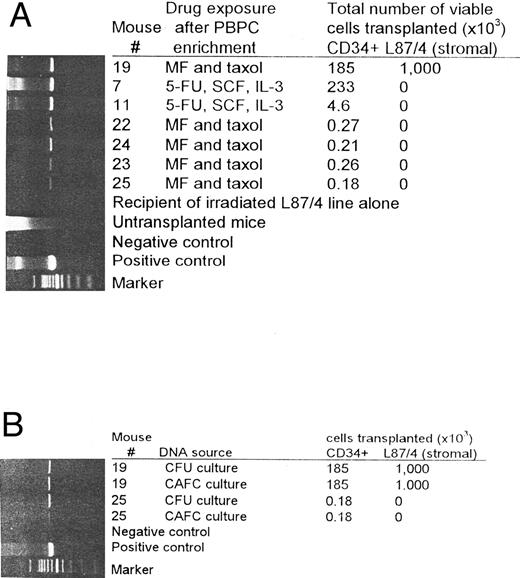 Fig. 4. Drug-resistant human PBPCs can engraft NOD/Scid mice (A). The human SEX gene was shown by PCR in the BM of NOD/Scid mice engrafted with as few as 180 to 270 PBPCs enriched by immunoaffinity removal of lineage-positive cells and still viable after exposure to both mafosfamide and taxol (mice 22-25). Higher levels of engraftment were found in the BM of NOD/Scid mouse transplanted with 185 × 103 PBPCs enriched by immunoaffinity removal of lineage-positive cells and still viable after exposure to both mafosfamide and taxol (mouse 19) and in the BM of mice transplanted with 4 to 233 × 103 PBPCs enriched by immunoaffinity removal of lineage-positive cells and still viable after 7 days culture in the presence of 5-FU, SCF, and IL-3 (mice 7 and 11). Human SEX gene expression from cells other than human drug-resistant hematopoietic progenitors was excluded, because untransplanted mice and mice transplanted with irradiated L87/4 cells alone were negative. (B) Human SEX gene expression in CFU and CAFC cultures from the BM of mice transplanted with 0.18 to 185 × 103 PBPCs enriched by immunoaffinity removal of lineage-positive cells and still viable after exposure to both mafosfamide and taxol (mice 19 and 25).