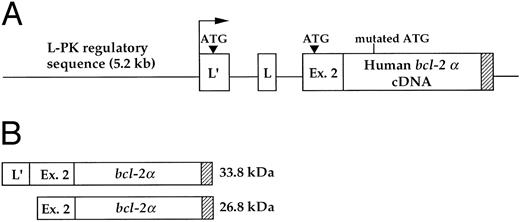 Fig. 1. Schematic representation of the transgenic construct. (A) The human bcl-2α cDNA was cloned in the second exon of the rat L-PK gene, maintaining the integrity of both the erythroid- (L′) and the hepatic- (L) alternative first exons of the gene. The arrow indicates the erythroid-specific transcriptional start site. (B) The transgene encodes two proteins that are translated from the indicated initiation ATG in the erythroid-specific first exon and second exon of the L-PK gene. The natural bcl-2α initiation codon was mutated by PCR. The bcl-2 signal/anchor motif, responsible for a cellular membrane location, is represented by hatched bars.
