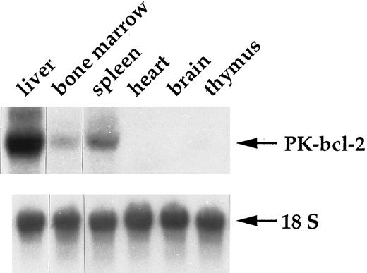 Fig. 2. Expression pattern of the PK-bcl-2 transgene. Hybrid PK-bcl-2 transcripts were selectively detected in the liver and erythropoietic tissues (spleen and bone marrow) by Northern blot analysis. A total of 10 μg of total RNAs were electrophoresed on a formaldehyde agarose-gel. After transfer, the membrane was hybridized with a human bcl-2 probe. Normalization of total RNA amounts was made by hybridizing the membrane with an 18S ribosomal RNA-specific probe.