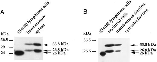 Fig. 3. Immunodetection of the transgene products. (A) Two protein species of similar abundance were observed in spleen and bone marrow of transgenic animals by Western blot, corresponding to the expected hybrid protein (33.8 kD) and to a shorter form (26.8 kD) whose translation started from an initiation codon present in the second exon of the L-PK gene. As a control, human Bcl-2 protein was detected in human follicular t(14:18) B-lymphoma cells at 26 kD. (B) A similar pattern was observed on analysis of transgenic erythroid cells isolated from 13-day old fetal livers. Both transgene products were selectively detected in the membranous fraction of these cells and were absent from the cytosolic fraction.