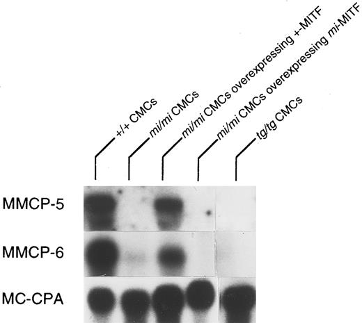 Fig. 1. Reduced expression of MMCP-5 mRNA in mi/mi and tg/tg CMCs and normalization of the MMCP-5 expression in mi/mi CMCs by the introduction of the +-MITF cDNA but not of mi-MITF cDNA. The blot was hybridized with 32P-labeled cDNA probe of MMCP-5, MMCP-6, or MC-CPA.