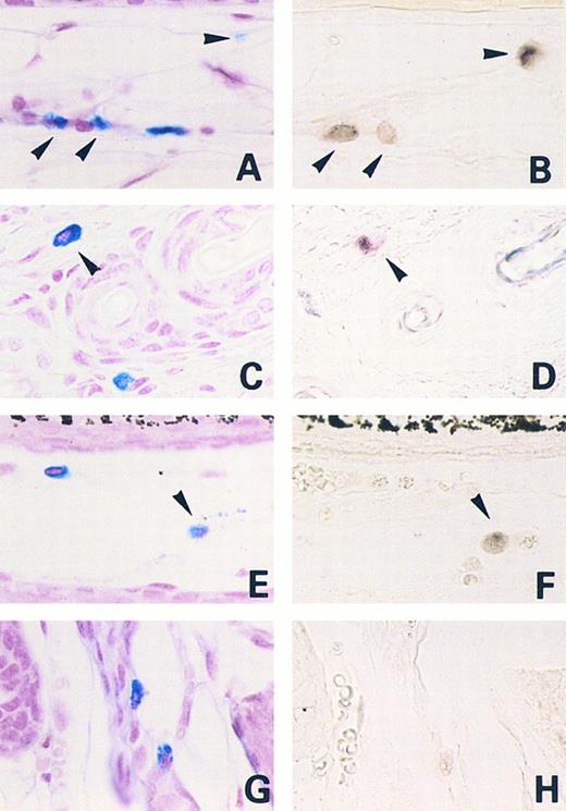 Fig. 2. Mast cells expressing MMCP-5 or MMCP-6 mRNA in the skin of +/+ and mi/mi mice. Serial sections from the skin of a +/+ mouse (A and B, E and H) and a mi/mi mouse (C and D, G and H). (A, C, E, and G) Stained with alcian blue and nuclear fast red; (B and D) in situ hybridization with MMCP-5 probe; (F and H) in situ hybridization with MMCP-6 probe. Arrowheads show identical cells in each set of serial sections. Original magnification × 400.