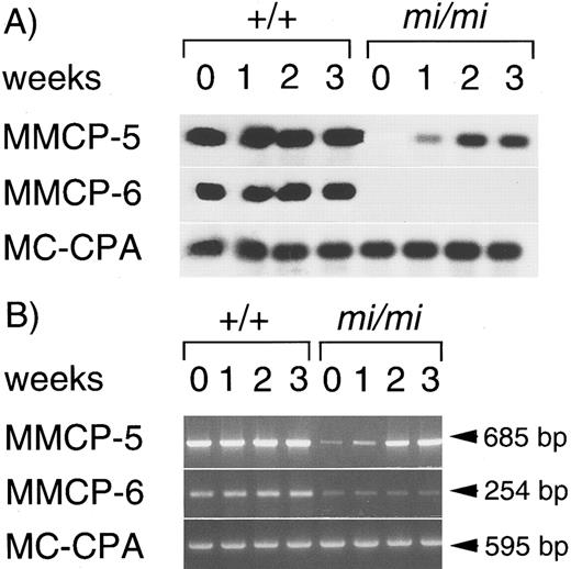 Fig. 3. Effect of the addition of rmSCF on the expression of MMCP-5, MMCP-6, or MC-CPA gene in +/+ and mi/mi CMCs. (A) Northern blotting. Total RNA was obtained from +/+ or mi/mi CMCs cultured in the presence of 10% PWM-SCM and 10 ng/mL SCF for 0, 1, 2, or 3 weeks. The blot was hybridized with 32P-labeled cDNA probes for MMCP-5, MMCP-6, and MC-CPA. (B) RT-PCR analysis for the expression of MMCP-5, MMCP-6, or MC-CPA gene. The same RNAs were used as those used in Northern blotting. PCR products were electrophoresed in 1.0% agarose gel containing ethidium bromide.