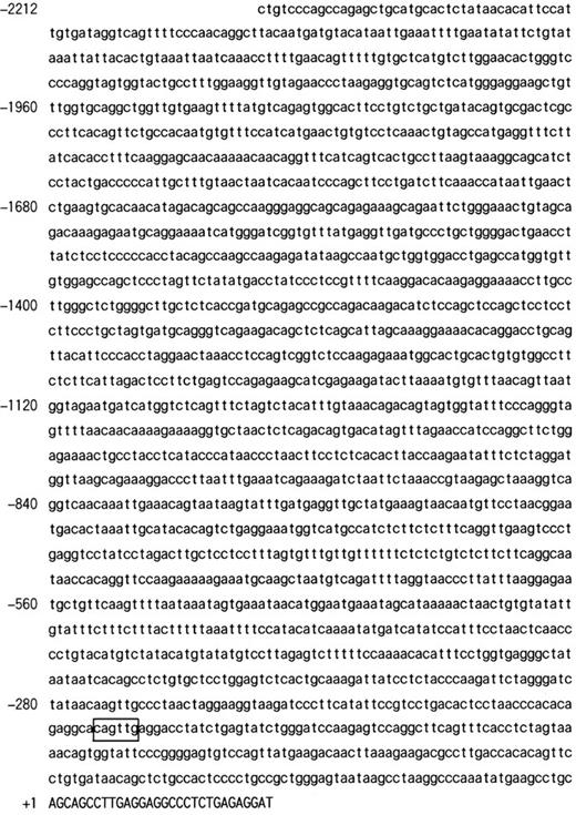 Fig. 4. The nucleotide sequence of 5′ flanking region of the MMCP-5 gene. The CANNTG motif was boxed. A part of the first exon is shown by capitals, and the 5′ flanking region is shown by lower case. The transcription initiation site was numbered as +1.