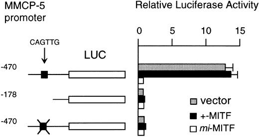 Fig. 6. The effect of overexpression of +- or mi-MITF on the luciferase activity in FMA/3 cells. The luciferase gene under the control of the normal, deleted, or mutated MMCP-5 promoter was transfected to the FMA/3 cells overexpressing +- or mi-MITF or to the FMA/3 cells containing the retroviral vector (pM5Gneo) alone. The data represent the mean ± SE of three experiments. In some cases, the SE was too small to be shown by the bars.