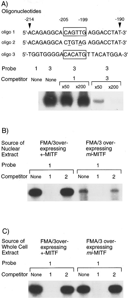 Fig. 7. EGMSA using GST-+-MITF fusion protein or using the nuclear extract obtained from FMA/3 cells overexpressing +-MITF or mi-MITF. (A) Nonbinding of GST-+-MITF to the CAGTTG motif in the MMCP-5 promoter. The labeled 5′-ACAGAGGCACAGTTGAGGACCTAT oligonucleotide in the MMCP-5 promoter (oligo 1) or the labeled 5′-TGGTGGGGACACATGTTACATGGA oligonucleotide in the MMCP-6 promoter (oligo 3) was used as a probe (each hexameric motif is boxed in the figure). Competition for the binding of GST-+-MITF to the labeled oligo 3 was also examined. The excess amount of nonlabeled oligo 1 or oligo 3 was added. The binding was inhibited by nonlabeled oligo 3 but not by nonlabeled oligo 1. (B) EGMSA using nuclear extract obtained from FMA/3 cells overexpressing +-MITF or mi-MITF. Oligo 1 was used as a probe. The excess amount of nonlabeled oligo 1 or the nonlabeled oligonucleotide mutated at the CAGTTG motif (to CTGTAG, oligo 2) was added. The binding was inhibited by nonlabeled oligo 1 but not by nonlabeled oligo 2. (C) EGMSA using whole cell extract obtained from FMA/3 cells overexpressing +-MITF or mi-MITF. Oligo 1 was used as a probe. The excess amount of nonlabeled oligo 1 or oligo 2 was added.