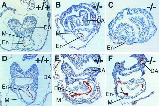 Fig. 3. Endocardial specification, but not cellular organization, is normal in the absence of FNs. Immunohistochemistry with antibody MEC 13.3 to mark PECAM-1–positive cells in wild-type E 8.0 (A), FN.null-/- E 8.0 (B), FN.null-/- more severe class at E 8.5 (C), wild-type E 8.5 (D), and FN.null-/- less severe class at E 8.5 (E and F) mouse embryos. Note that no lumen is visible in FN.null-/- endocardium. M, myocardium; En, endocardium; DA, dorsal aorta.