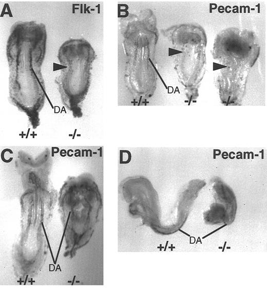 Fig. 4. Vascular patterning is detected in FN.null embryos even in the absence of organized blood vessels. Whole-mount in situ hybridization with antisense Flk-1 probe to mark early endothelium in wild-type and more severe class FN.null-/- at E 8.5 (A). Hybridization with antisense PECAM-1 probe to mark early endothelium in wild-type and 2 more severe class FN.null-/- at E 8.5 (B) and wild-type and less severe class FN.null-/- at E 8.5 (C and D). Note that in the more severe class, only the pattern of dorsal aortae is visible in Flk-1–positive cells. In the less severe class, PECAM-1–positive cells are organized into blood vessels. DA, dorsal aortae. Arrowheads indicate endothelial cells.