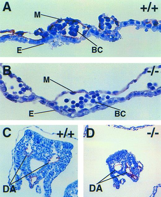 Fig. 5. Embryonic and extra-embryonic vasculogenesis is affected differently by a lack of FNs. Immunohistochemistry with antibody MEC 13.3 to mark PECAM-1–positive endothelial cells in wild-type (A) and FN.null-/- less severe (B) yolk sac and wild-type (C) and FN.null-/- less severe (D) dorsal aortae. In the mutant yolk sac, PECAM-1–positive cells are associated with the mesodermal layer only. In the wild-type yolk sac, endothelium lines the blood vessel. In contrast, PECAM-1–positive endothelium lines both wild-type and FN.null-/- dorsal aortae. Within the embryo, a lack of FN does not prevent organization of the blood vessel, but rather its maintenance. E, yolk sac endoderm; M, yolk sac mesosderm; BC, primitive blood cells; DA, dorsal aortae.