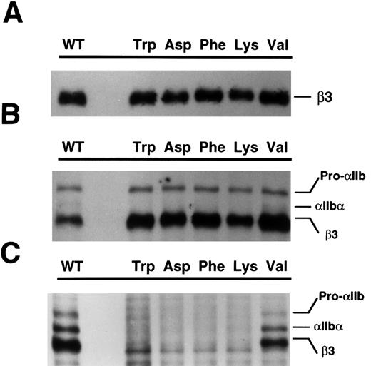 Fig. 4. Expression of β3 containing additional β3117 substitutions in COS-1 cells. Transient expression studies in COS-1 cells were performed using either β3 mutants alone (A) or in combination with wild-type αIIb (B and C). In (A) and (B), the recombinant proteins were immunoprecipitated with SSA6 and in (C) with A2A9. The specific mutation introduced at β3117 is indicated for each lane. WT is the wild-type complex. Pro-αIIb corresponds to the single-chain αIIb precursor; αIIb-α corresponds to the αIIb heavy chain.