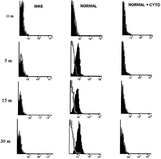 Fig. 7. HVS-immortalized WAS T cells do not polymerize actin in response to stimulation with immobilized anti-CD3 MoAb. HVS-Normal (HVS-N8) and HVS-WAS (HVS-WAS1) cells were stimulated with immobilized anti-CD3 MoAb for indicated times, fixed, permeabilized, stained with Rhodamine-phalloidin, and finally analyzed by flow cytometry. Fluorescence profiles of stimulated (solid figures) and unstimulated (open figures, dotted lines) cells are overlayed. Thus, the negative control is set to represent the total amount of F-actin contained in unstimulated cells. The increase in the fluorescence intensity indicates a rapid passage from G-actin to F-actin in Normal cells in response to OKT3 (central column), a process that is specifically abrogated by pretreatment of cells with cytochalasin D (right column). HVS-WAS cells are unable to polymerize actin in response to OKT3 (left column).