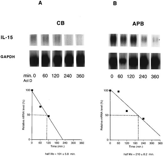Fig. 4. The half-life of IL-15 mRNA in cord (CB) (A) versus adult (APB) (B) MNCs. Actinomycin D (10 μg/mL) was added for the indicated times to cells from cord (A) and adult (B), stimulated with LPS (10 μg/mL) for 12 hours. Poly (A)+ RNA was analyzed by Northern blotting for the presence of IL-15 transcript (1.5 kb). The data were plotted against the time after the addition of actinomycin D. Results shown are representative of three different experiments (t1/2 : 101 ± 5.8 minutes v 210 ± 8.2 minutes, CB v APB, P < .05, n = 3).