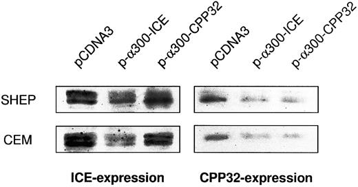 Fig. 4. Cross-inhibition of protease expression by antisense constructs. Cells were electroporated with the respective constructs and enriched for transfection by G418 treatment as indicated in the Materials and Methods. Protein extracts were subjected to Western blot analysis as described. In addition, films were evaluated by densitometry using HEROLAB system (Herolab Molekulare Trenntechnik, Wiesloch, Germany) equiped with EASY software (data not shown). The level of protease expression in empty vector-transfected cells was given as 100%. In SHEP cells, pCDNA-3-α300h.ICE decreased caspase-1 expression to 23% and caspase-3 expression to 26%. In CEM cells, pCDNA-3-α300h.ICE inhibited caspase-1 expression to 21% and caspase-3 expression to 25%. pCDNA-3-α300h.CPP32 inhibited caspase-3 expression to 24% in SHEP and to 21% in CEM cells, but there was no cross-inhibition of caspase-1 expression by this construct. Experiments have been performed twice, with differences between experiments of less than 12%.