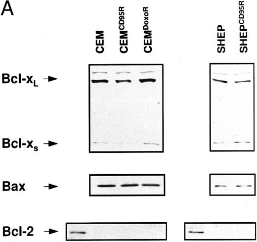 Fig. 6. Expression levels of Bcl-2–related proteins and P-gp (MDR-1). (A) Expression of Bcl-2–related proteins. Western blot analysis of CEM, CD95-resistant CEM (CEMCD95-R), DX-resistant CEM (CEMDX-R), SHEP, and CD95-resistant SHEP (SHEPCD95-R) cell lysates was performed using mouse anti–Bcl-2 monoclonal, rabbit anti–Bcl-xL polyclonal, and rabbit anti-Bax polyclonal antibody and ECL. (B) Assessment of P-gp (MDR-1) expression. P-gp expression of CEM (solid line), CD95-resistant CEM (CEMCD95-R; thin line), DX-resistant CEM cells (CEMDX-R; broken line), SHEP (solid line), and CD95-resistant SHEP cells (SHEPCD95-R; broken line) was determined by FACS analysis using P-gp (MDR-1) monoclonal antibody UIC2. Representative experiments of three performed are shown.