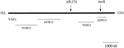 Fig. 1. Schematic map of the chromosome 8p11 region. The YACs used in the study are shown. The YACs sizes are drawn to scale although the distances between the genes and markers mapping to 8p11 are arbitrary. Arrows indicate approximate positions of the breakpoints in the t(8; 13) and inv(8)(p11q13) cases.