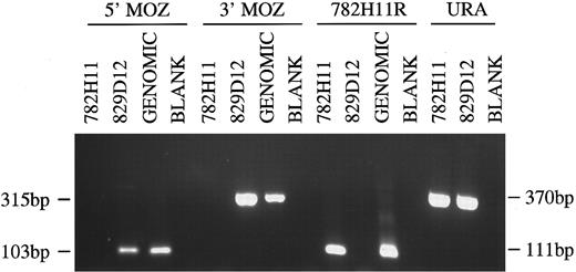Fig. 3. PCR analysis of YACs 782H11, 829D12 and human genomic DNA. Primer combinations used were to the 5′ and 3′ end of the MOZ gene, the centromeric end of YAC 782H11 and the URA gene. Sizes of PCR products are indicated.